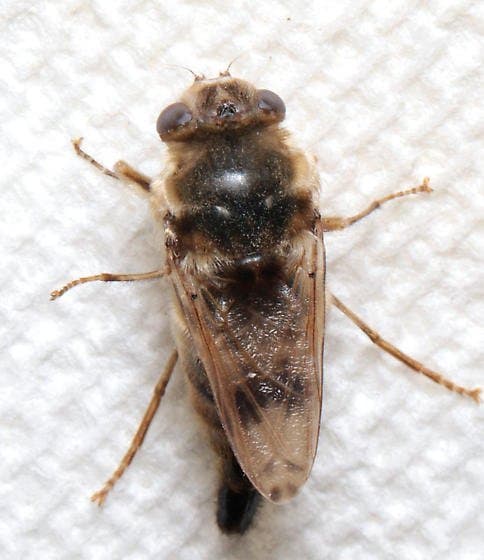 گاستروفیلیده-گاستروفیلوس