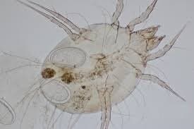 جنس گلیسیفاگوس