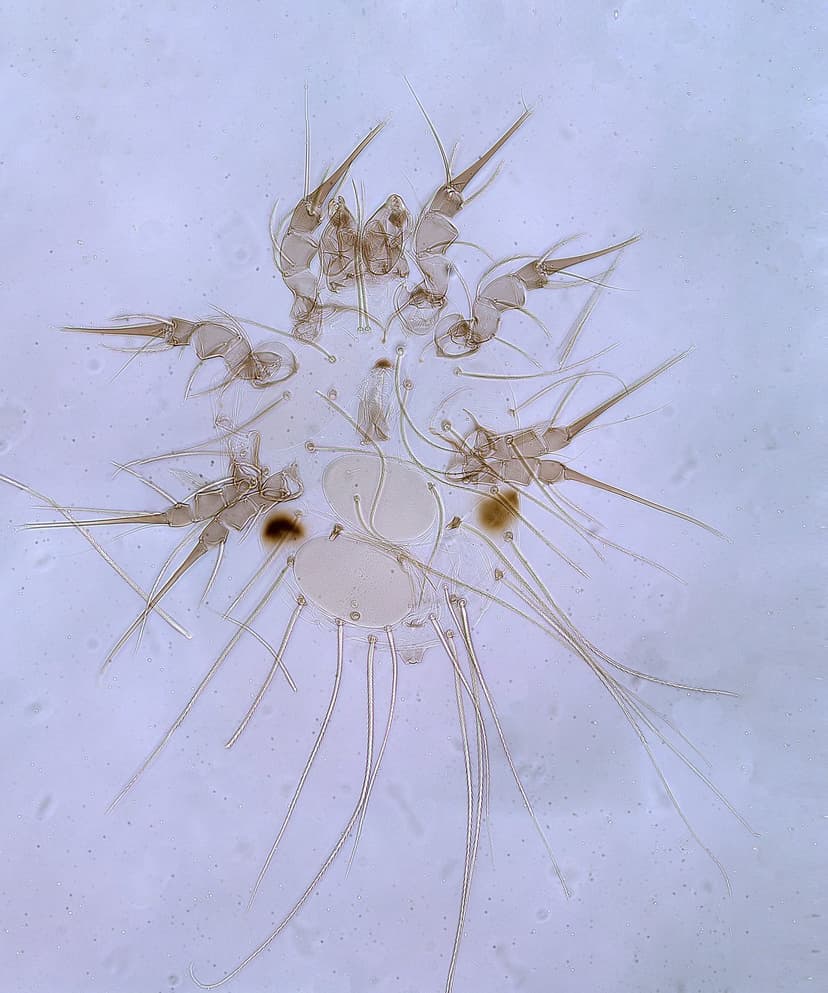 جنس گلیسیفاگوس