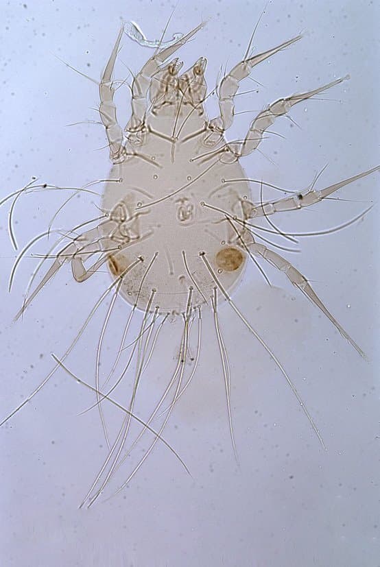 جنس گلیسیفاگوس