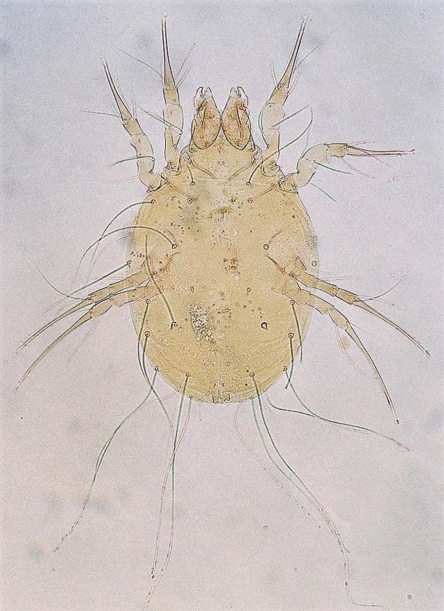 جنس گلیسیفاگوس