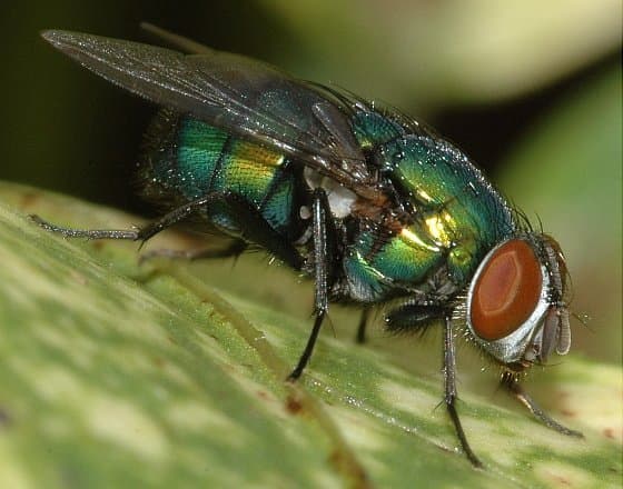 کالیفوریده-لوسیلیا