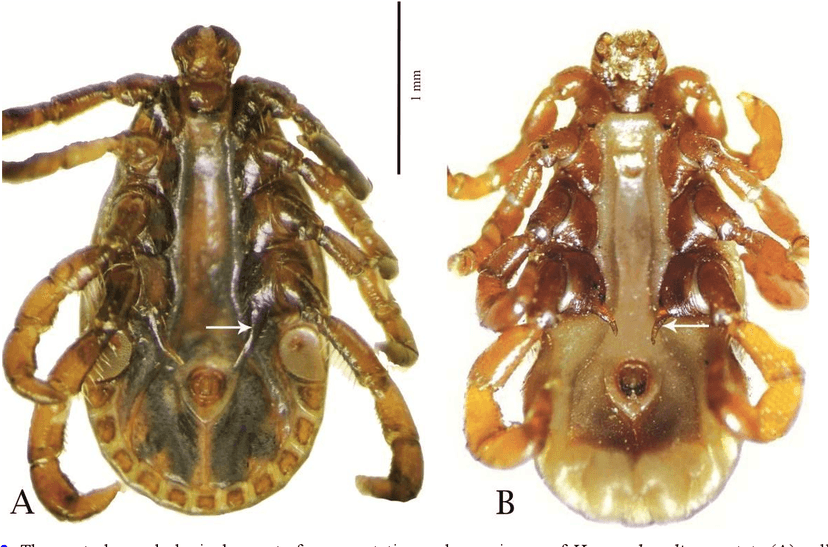 جنس همافیزالیس