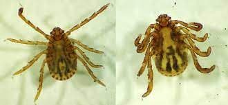 جنس همافیزالیس