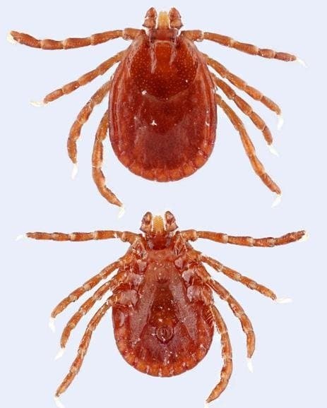 جنس همافیزالیس