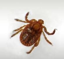 جنس همافیزالیس