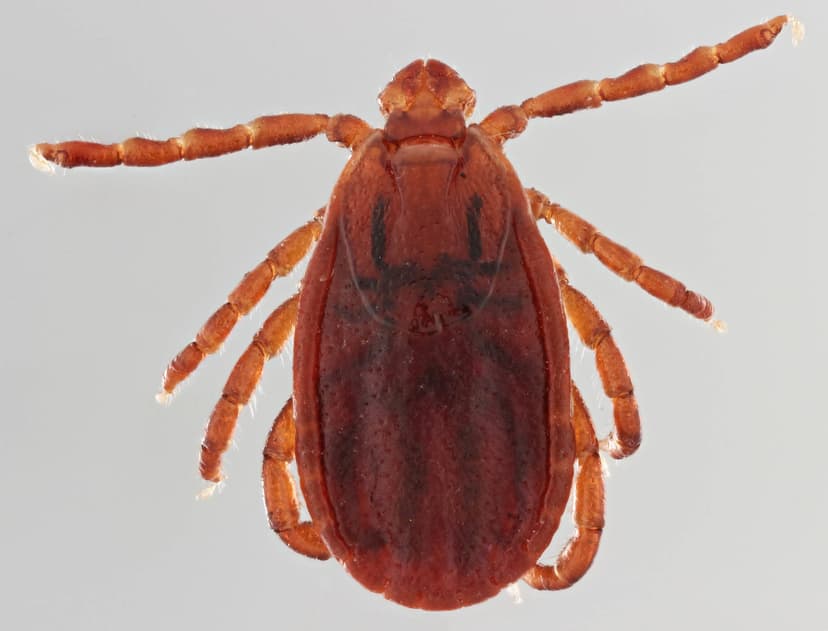 جنس همافیزالیس