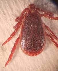 جنس همافیزالیس