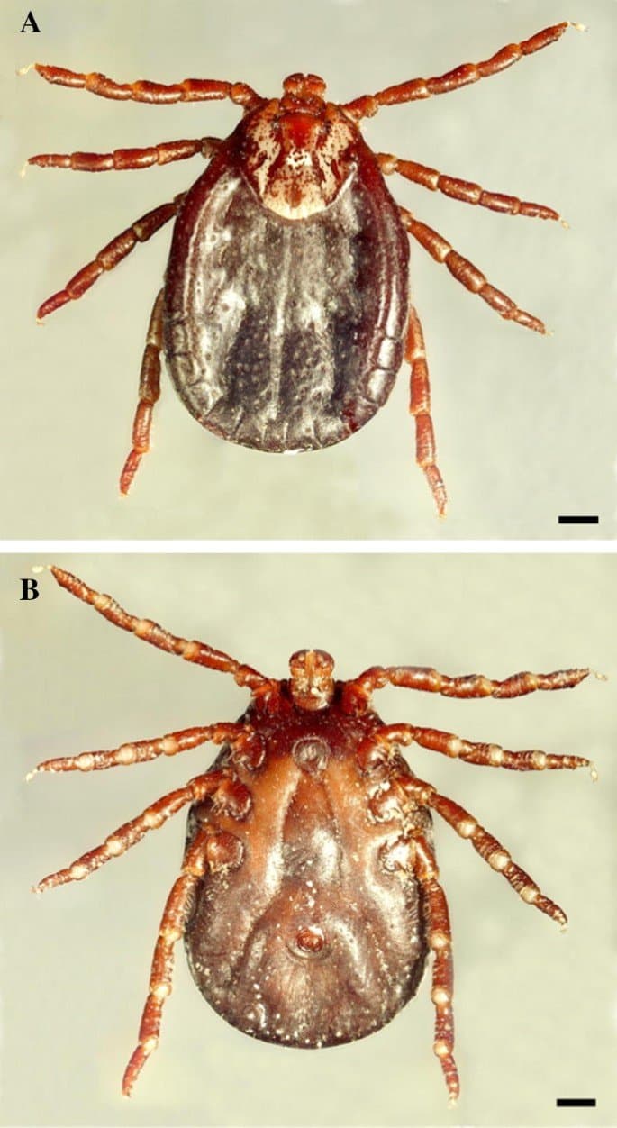 جنس همافیزالیس