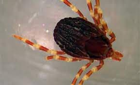 جنس هیالوما