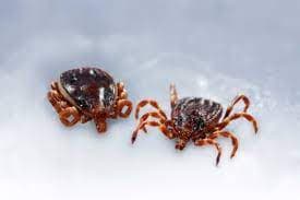 جنس هیالوما