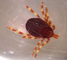 جنس هیالوما