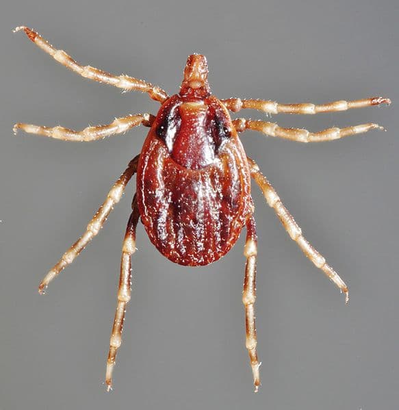 جنس هیالوما