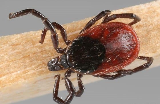 جنس ایکسودس