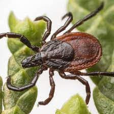 جنس ایکسودس