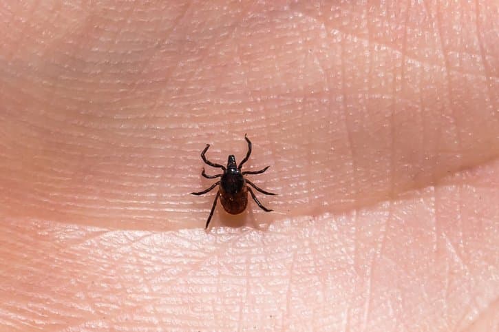 جنس ایکسودس