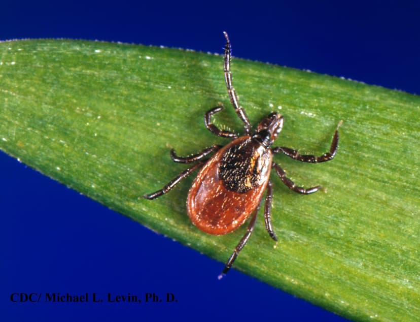 جنس ایکسودس