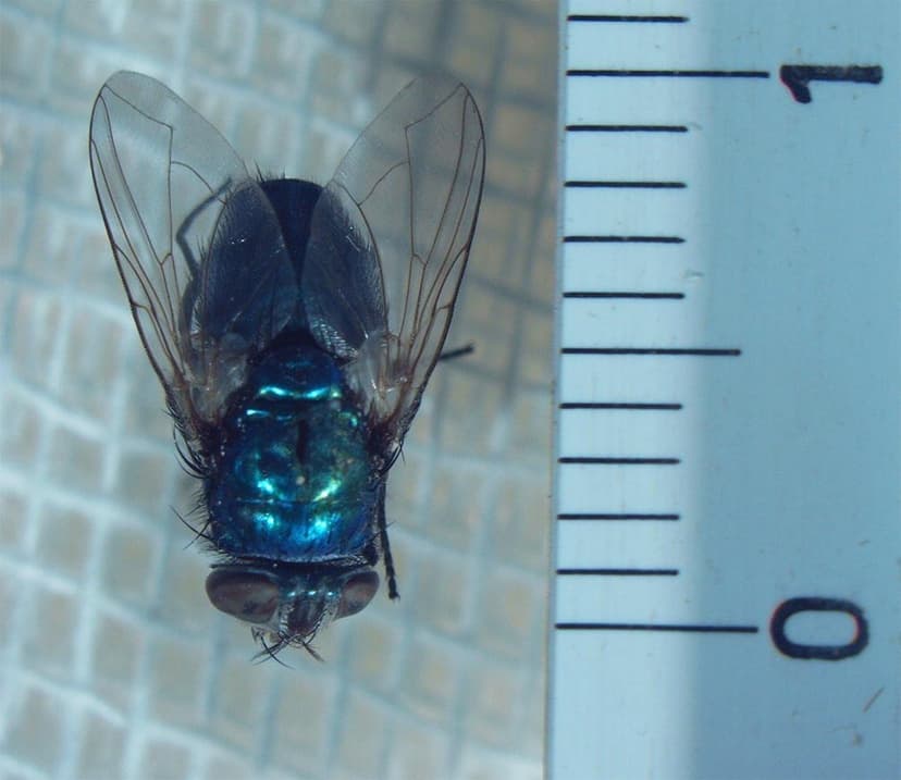 کالیفوریده-لوسیلیا