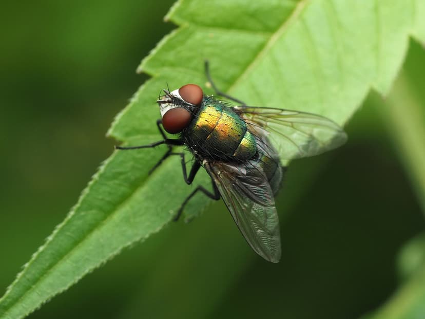 کالیفوریده-لوسیلیا