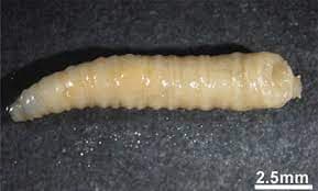 کالیفوریده-لوسیلیا