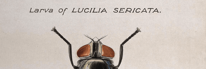 کالیفوریده-لوسیلیا