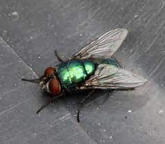 کالیفوریده-لوسیلیا