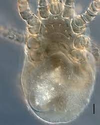 جنس ماکرونیسوس