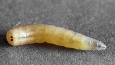 موسکا دامستیکا(مگس خانگی)