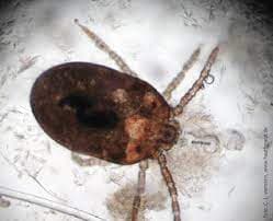 جنس نئوترومبیکولا