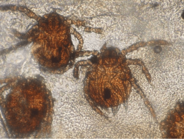 جنس نئوترومبیکولا