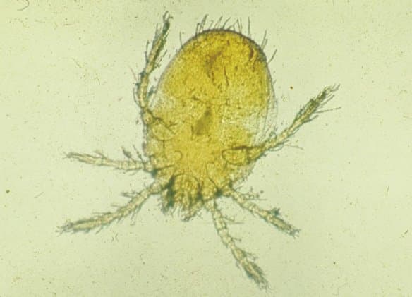 جنس نئوترومبیکولا