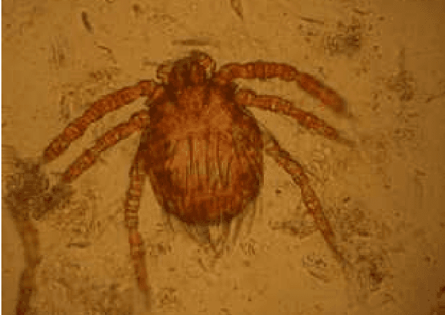 جنس نئوترومبیکولا