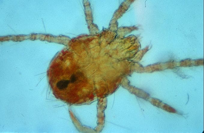 جنس نئوترومبیکولا