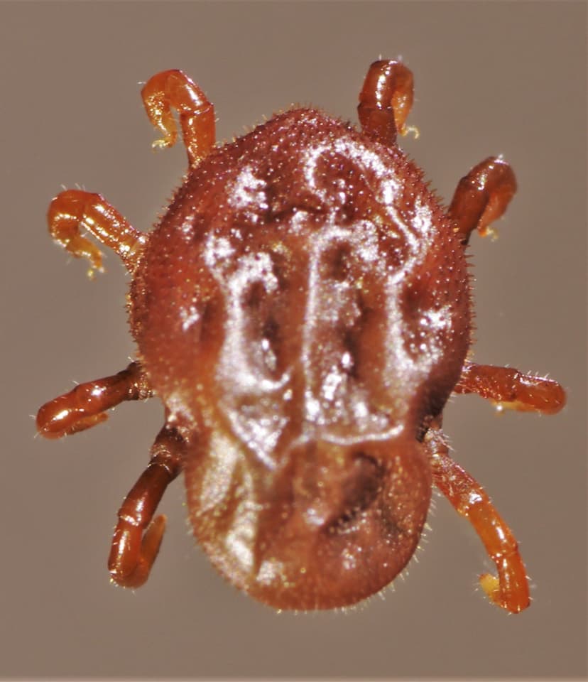 جنس اتوبیوس