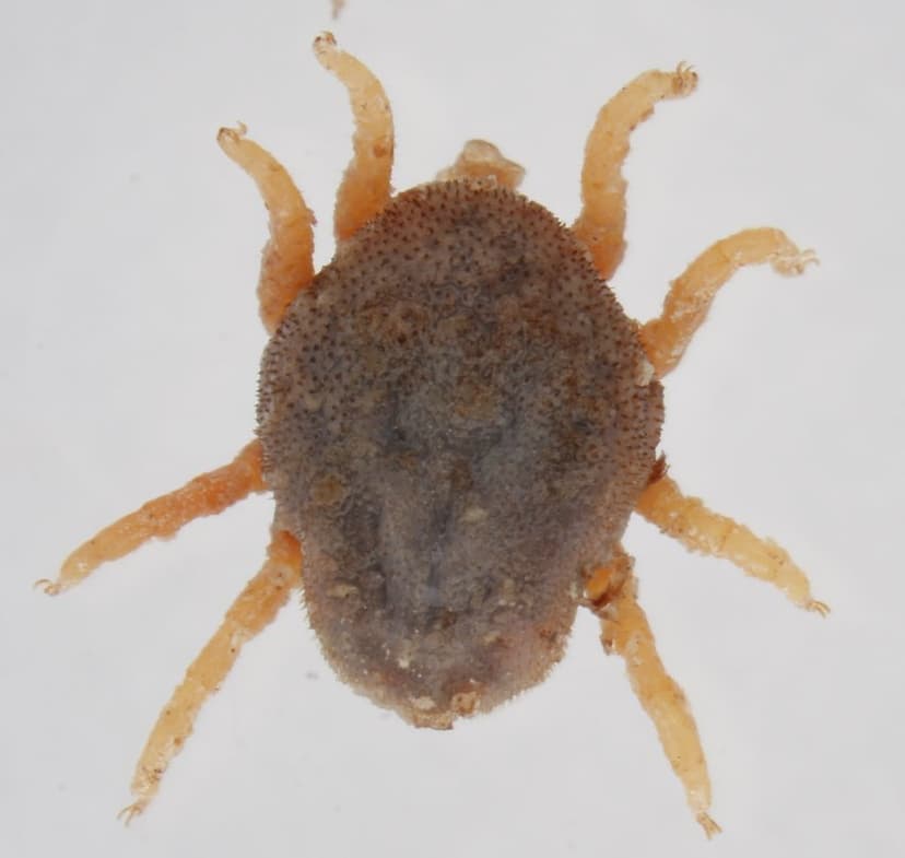 جنس اتوبیوس