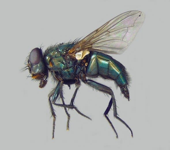 کالیفوریده-فورمیا