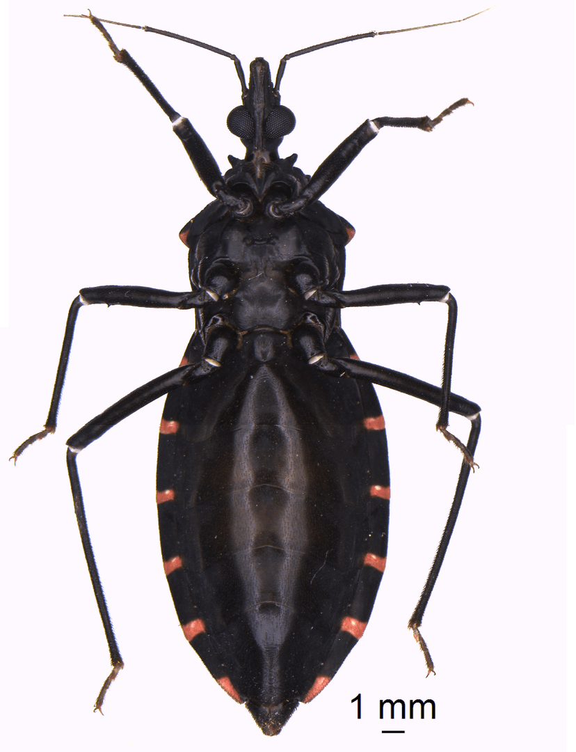 پانسترانجیلوس