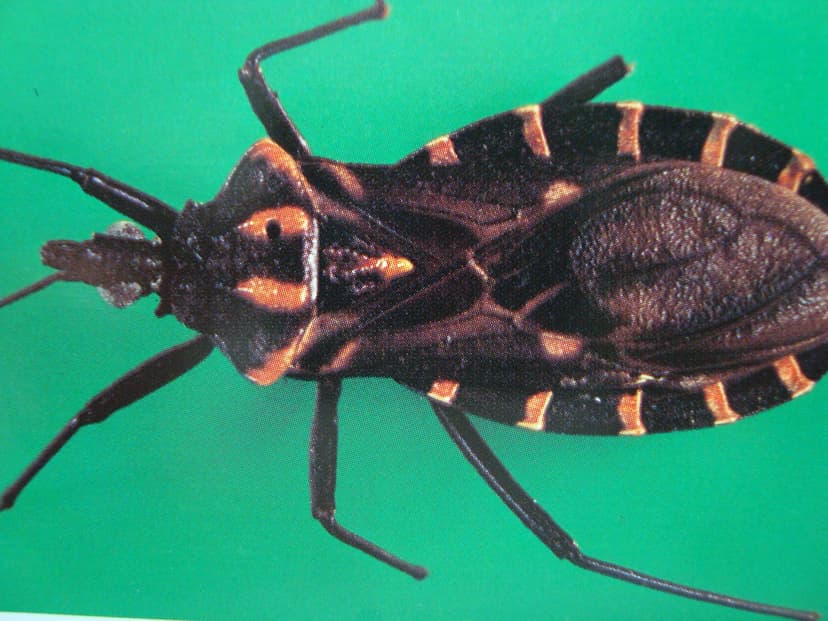 پانسترانجیلوس