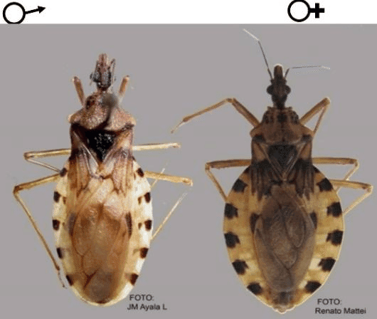 پانسترانجیلوس