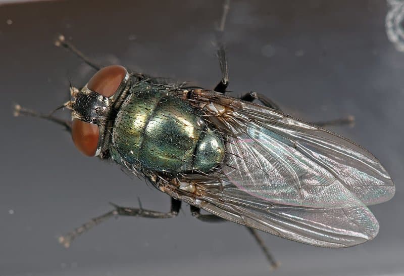 کالیفوریده-فورمیا