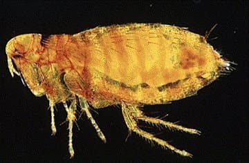 گزنوپسیلا کئوپیس