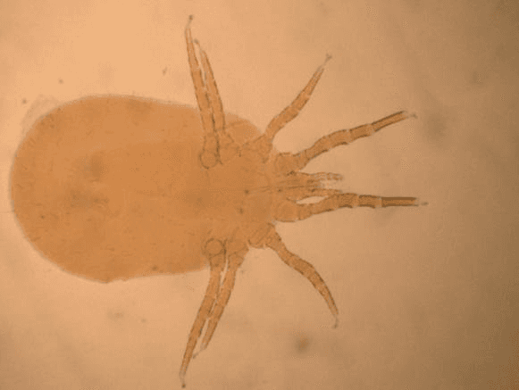 جنس درمانیسوس