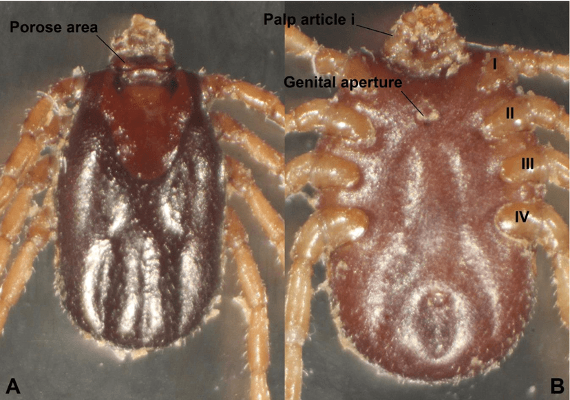 جنس بوئوفیلوس