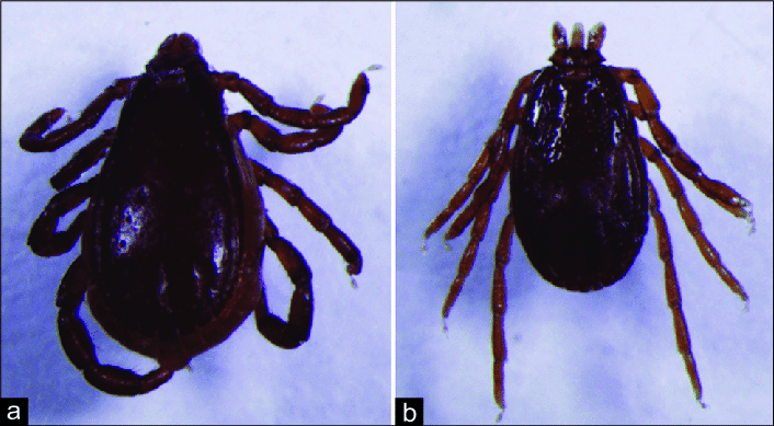 جنس ریپیسفالوس