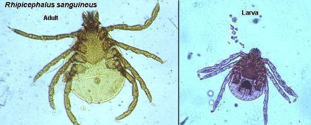 جنس ریپیسفالوس