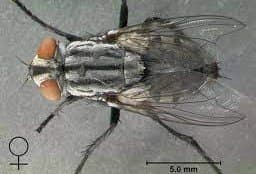 سارکوفاژیده(مگس گوشت)