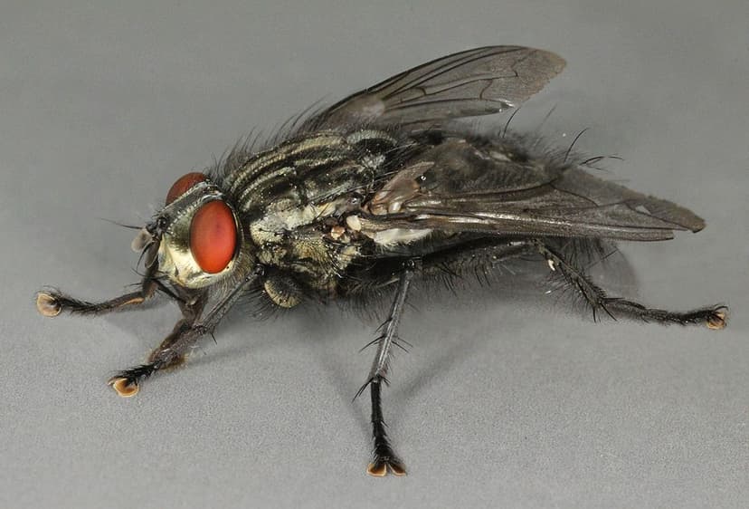 سارکوفاژیده(مگس گوشت)