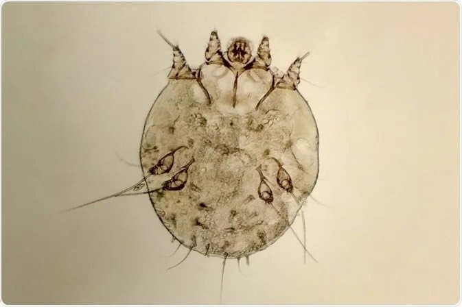 جنس سارکوپت