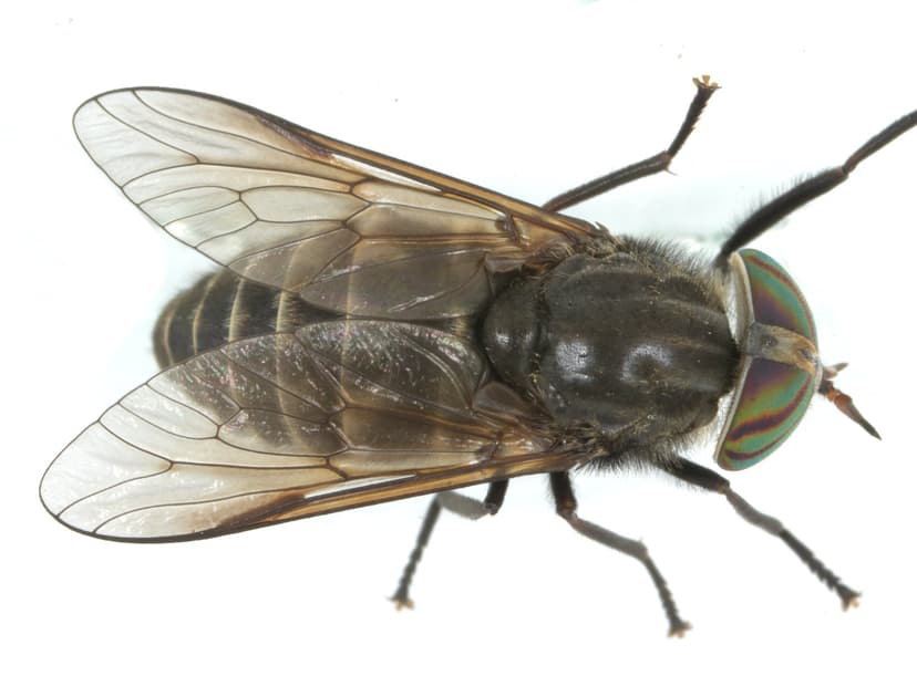 تابانیده(مگس اسب و گوزن)