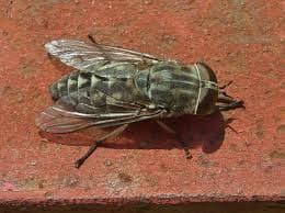 تابانیده(مگس اسب و گوزن)